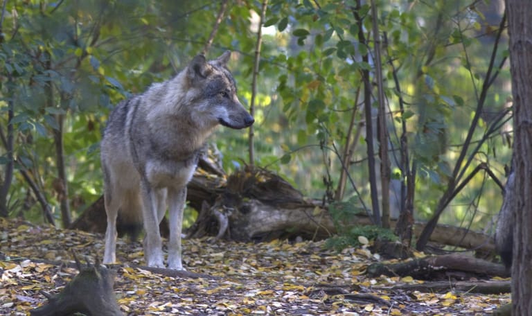 Wennen aan de wolf - in een bos