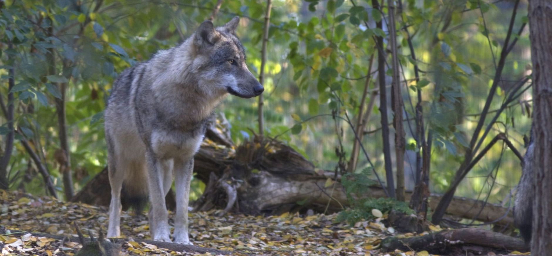 Wennen aan de wolf - in een bos