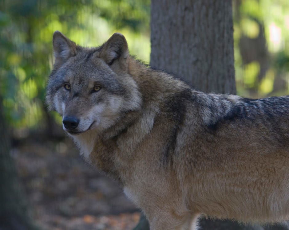 Wennen aan de wolf