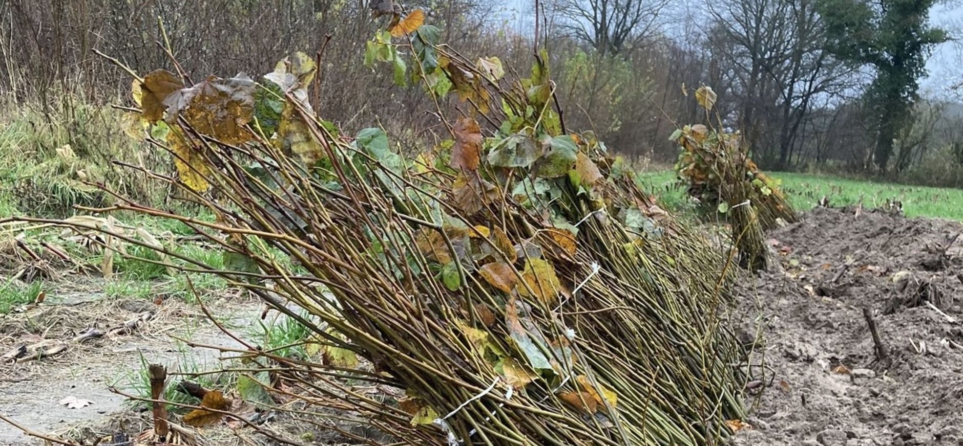 plantmateriaal Beekvliet