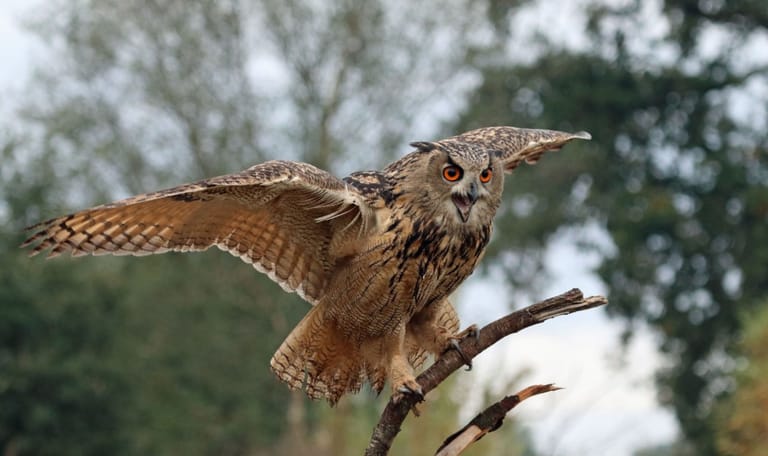 sint-pietersberg popelmondedal