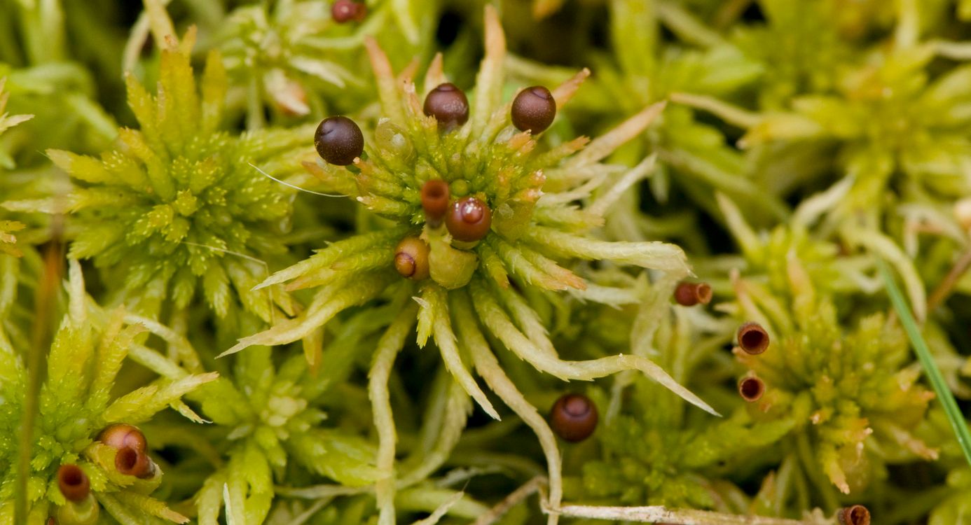 Veenmos in het Korenburgerveen