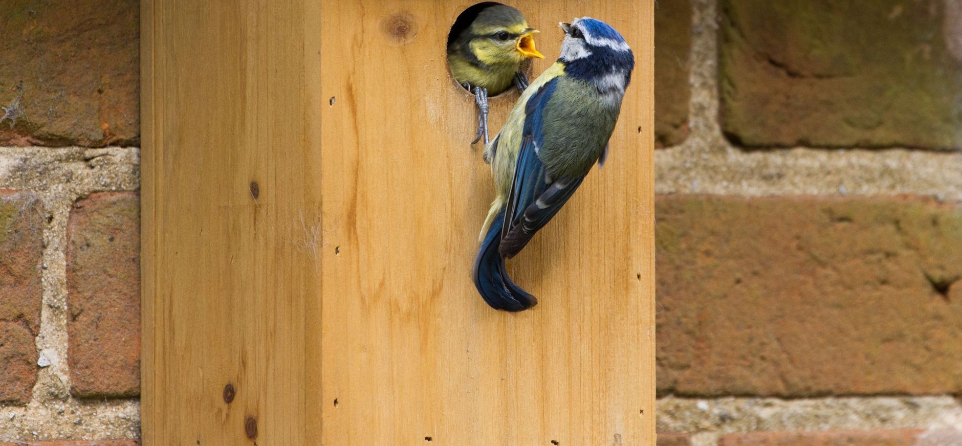 Pimpelmees en jong bij vogelhuisje