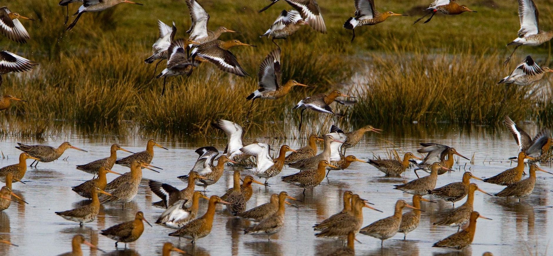 vogels in de Bantpolder