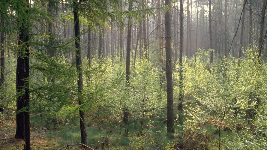 wandelroute bruin natuurpoort van loon