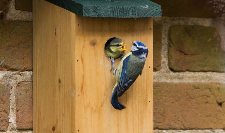 Pimpelmees en jong bij vogelhuisje