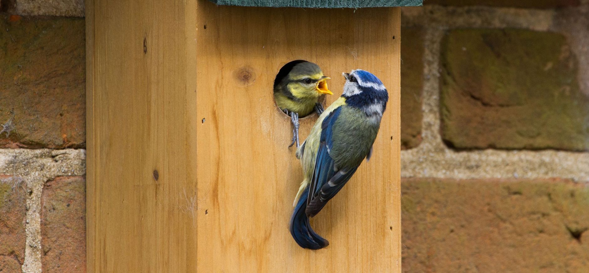Pimpelmees en jong bij vogelhuisje