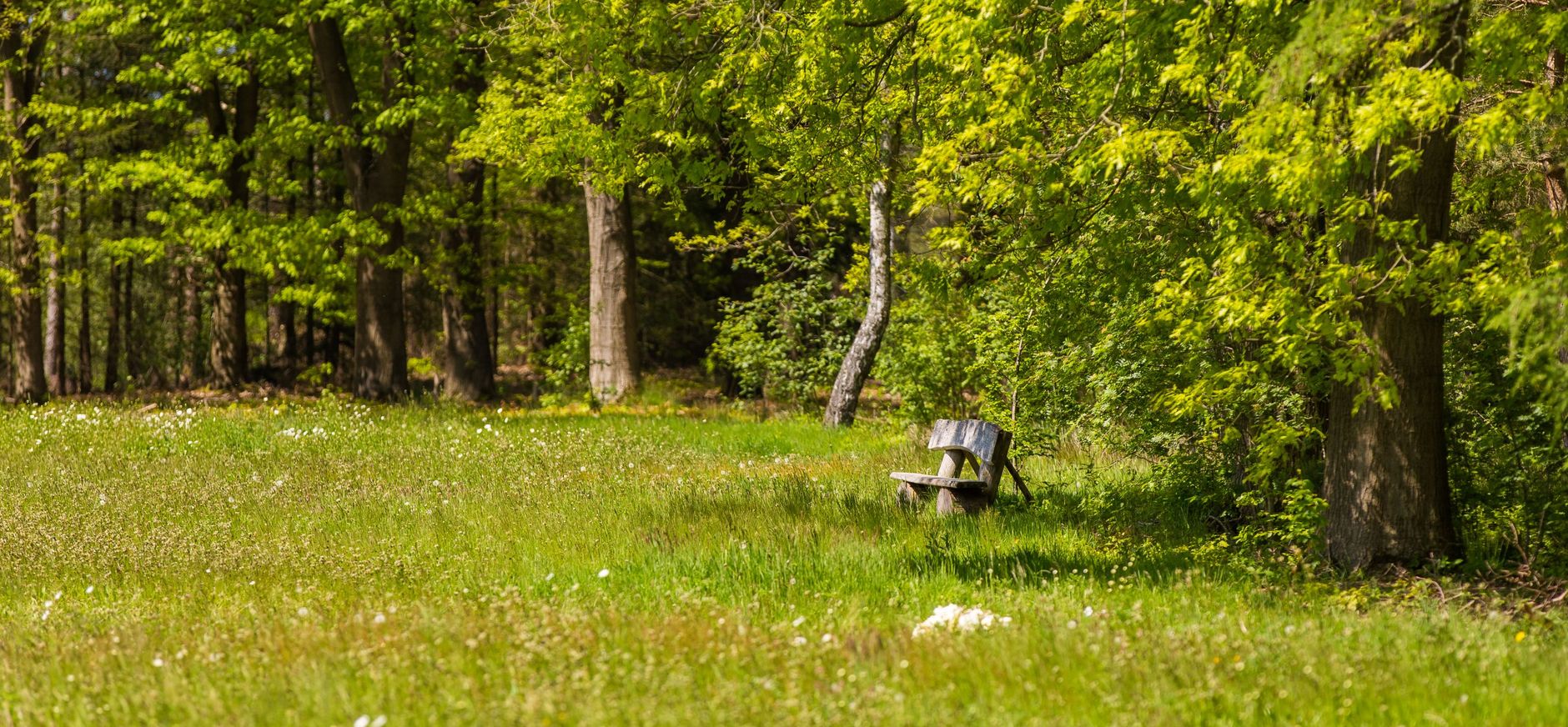 Natuurbegraven Heidepol bosrand