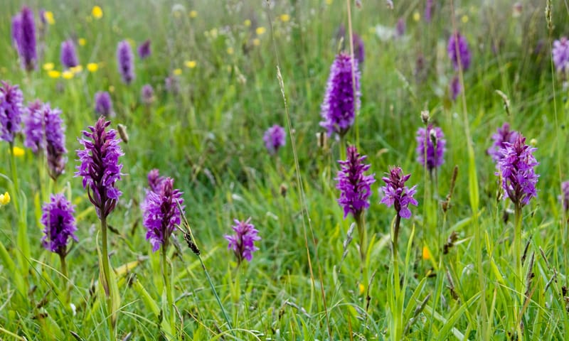 Orchideeën
