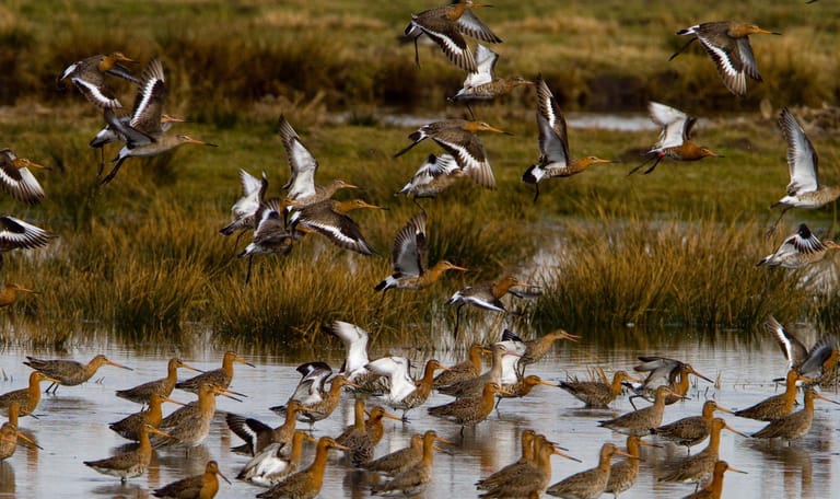 vogels in de Bantpolder