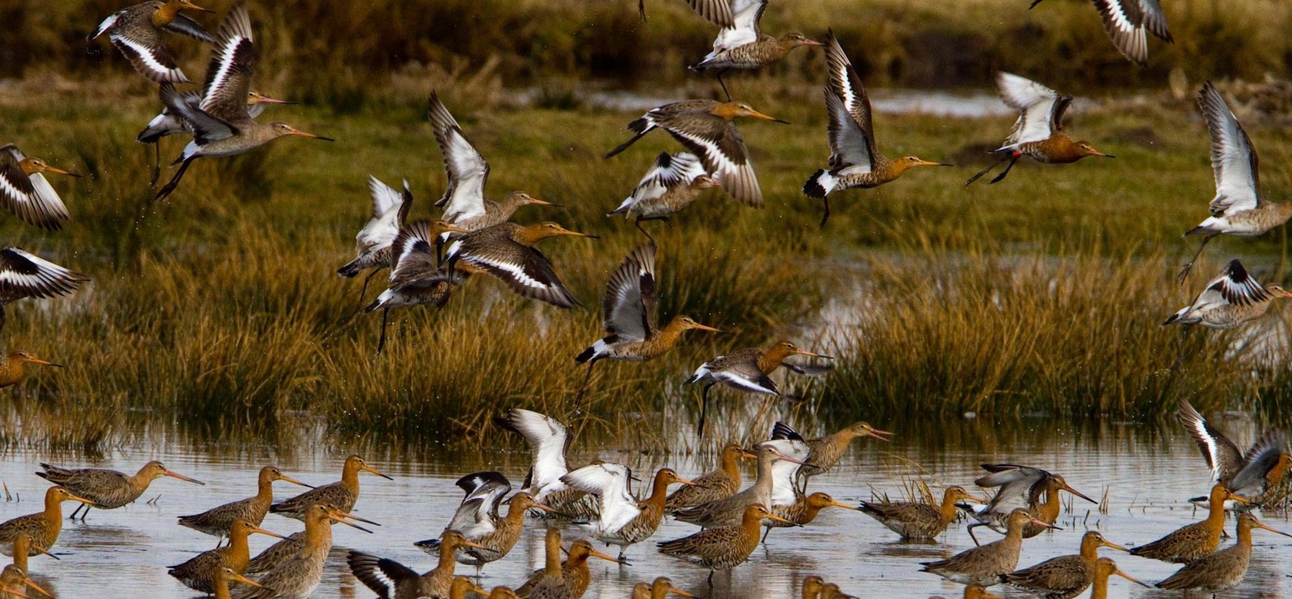 vogels in de Bantpolder