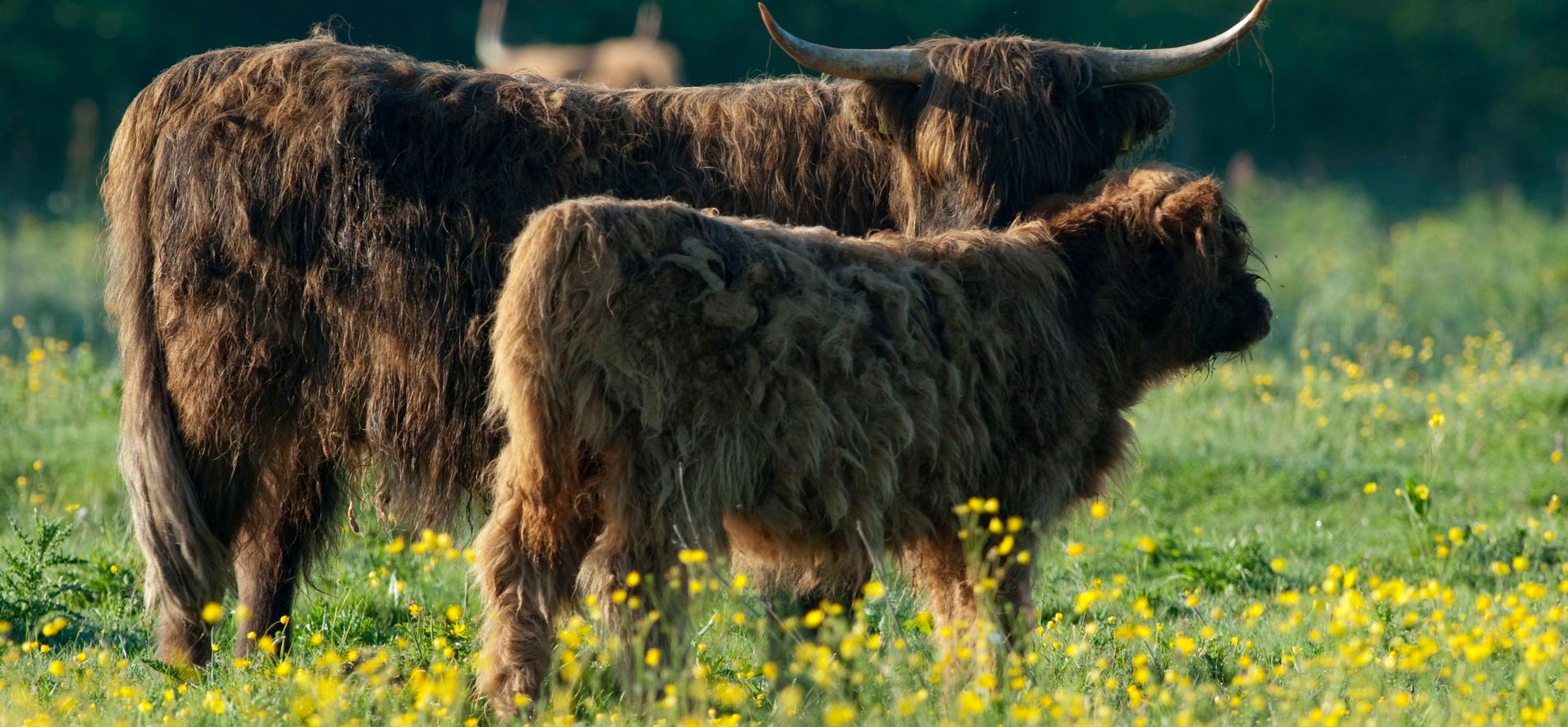 Schotse Hooglander