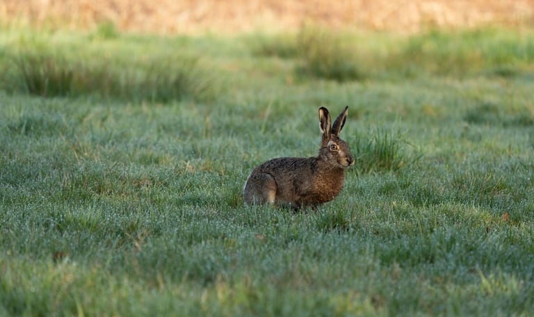 Spot een haas in de ochtend tijdens het dauwtrappen
