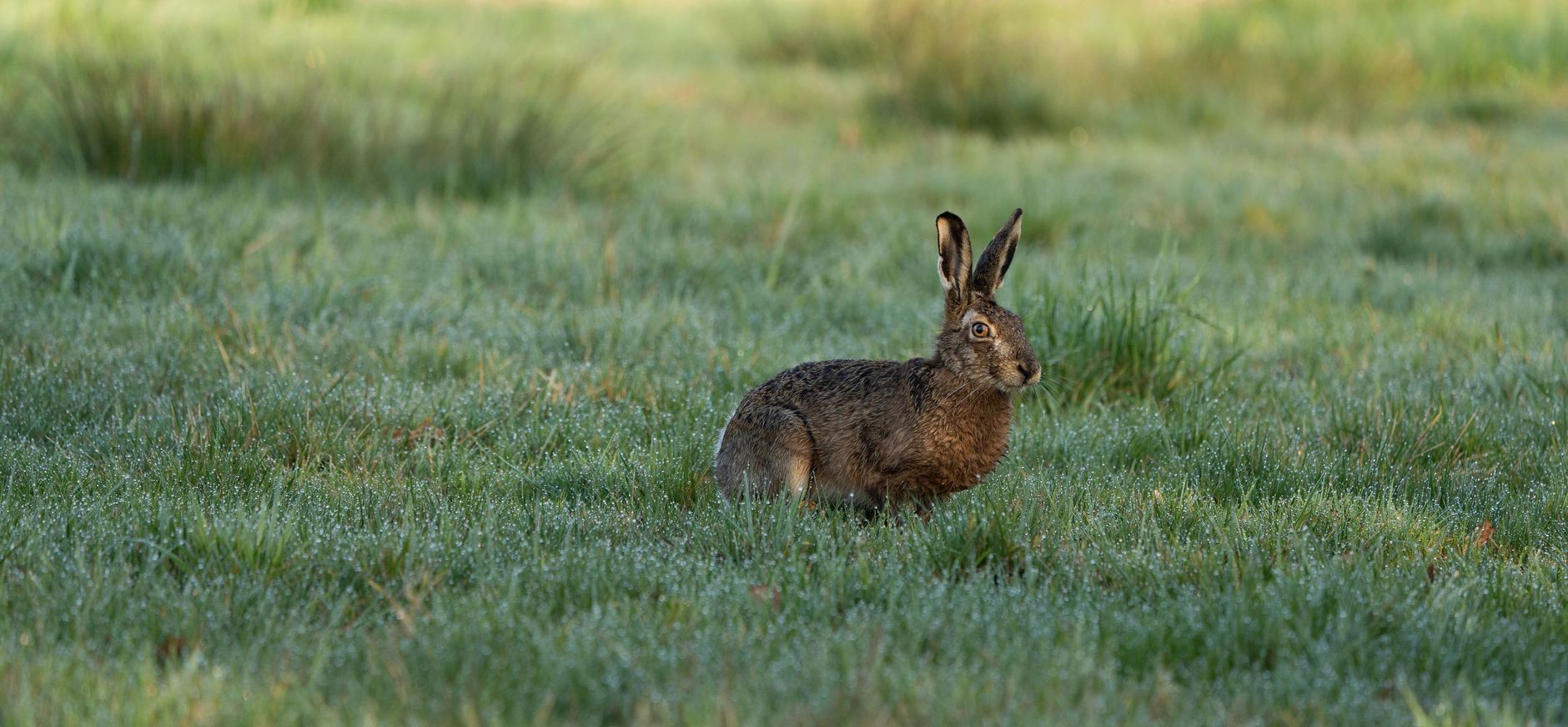 Spot een haas in de ochtend tijdens het dauwtrappen