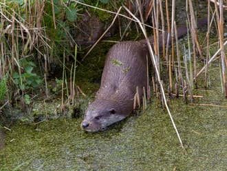 Otter