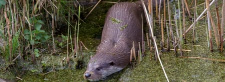 Otter