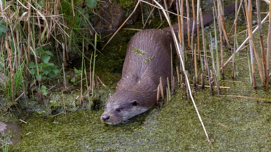 Otter