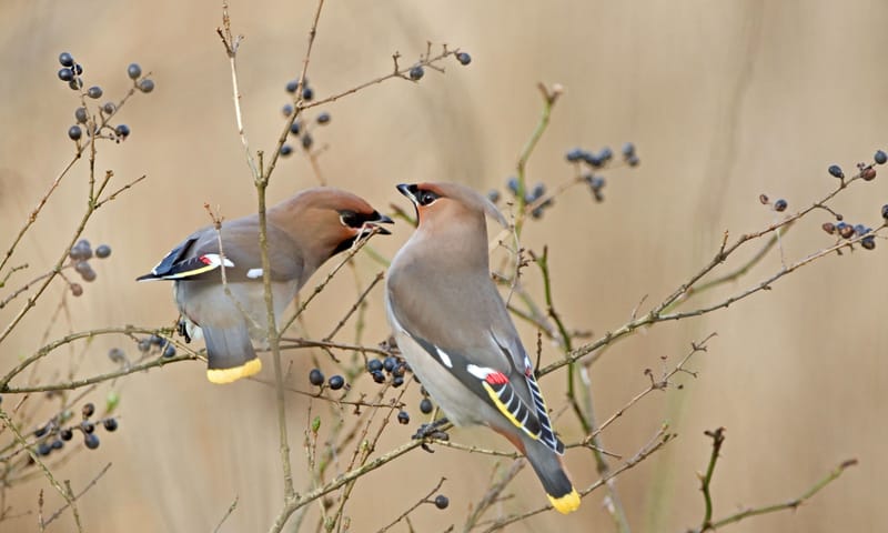 Pestvogel
