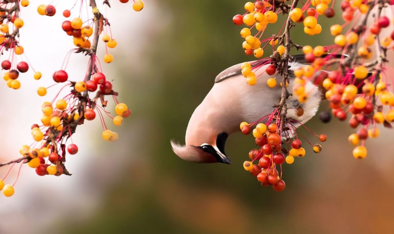 Pestvogel