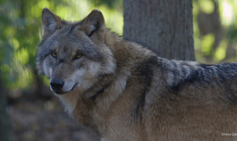 wolf