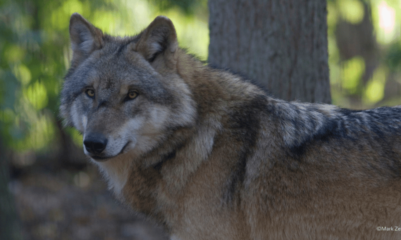 wolf
