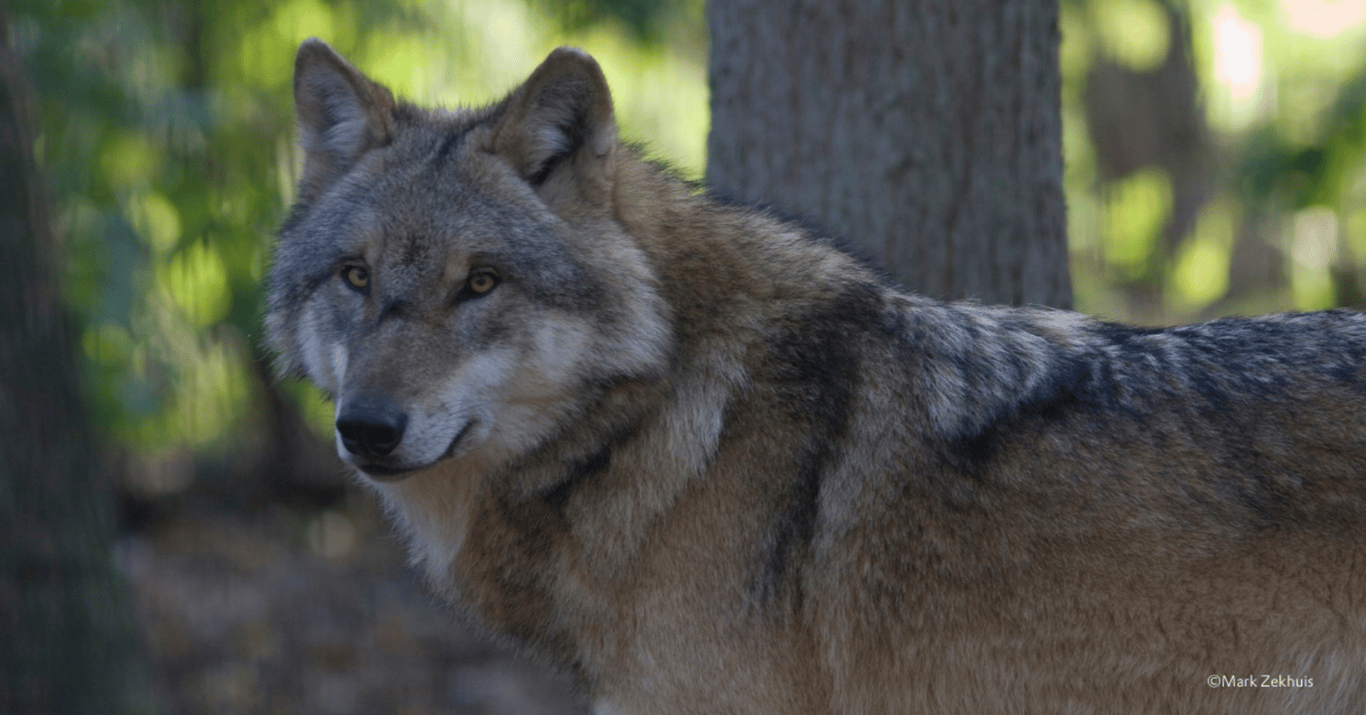 Wolvenexcursie Dwingelderveld
