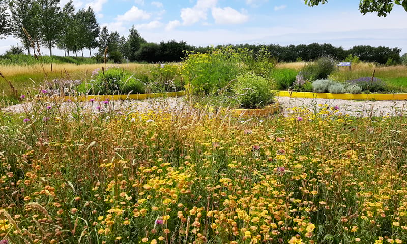 Natuurbeleefpad Zwaakse Weel