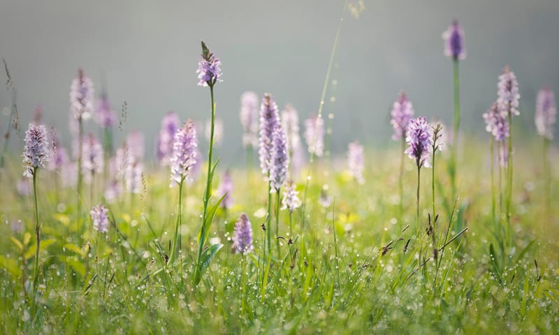 Orchidee