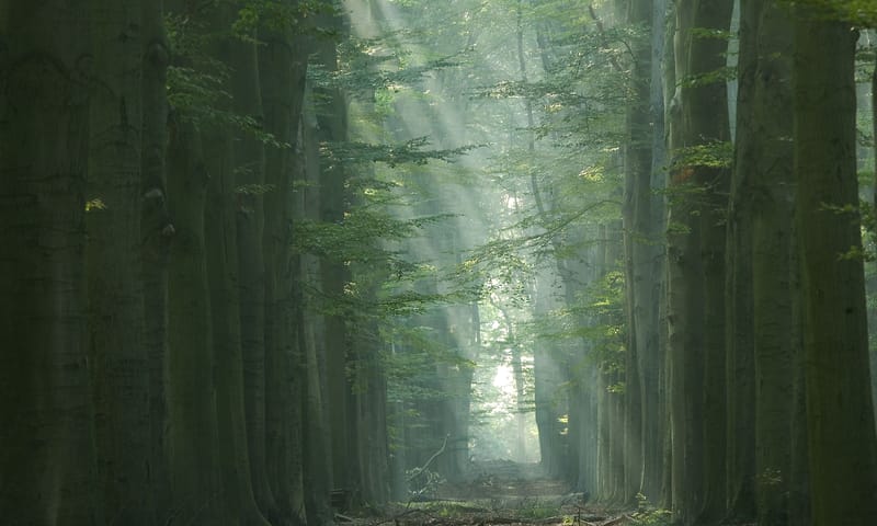 Sfeervol bosbeeld van Landgoed ’t Waliën