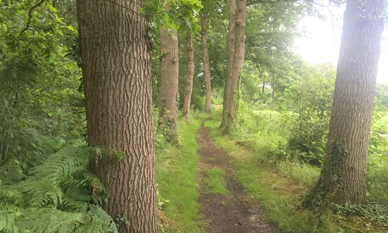 Beekvliet