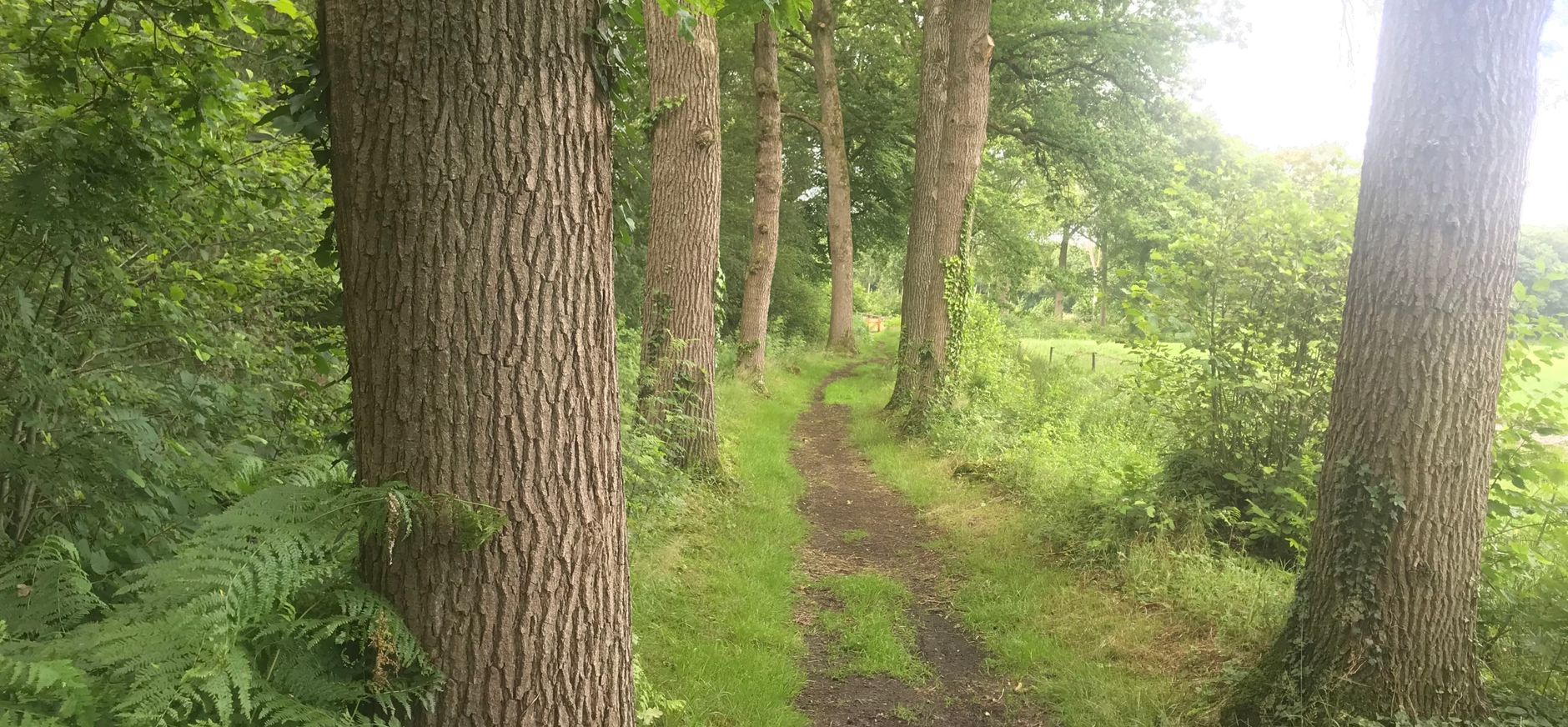 Beekvliet