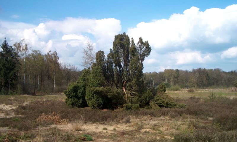 Kenmerkend voor Kienveen: karakteristieke jeneverbes te midden van zeldzame planten