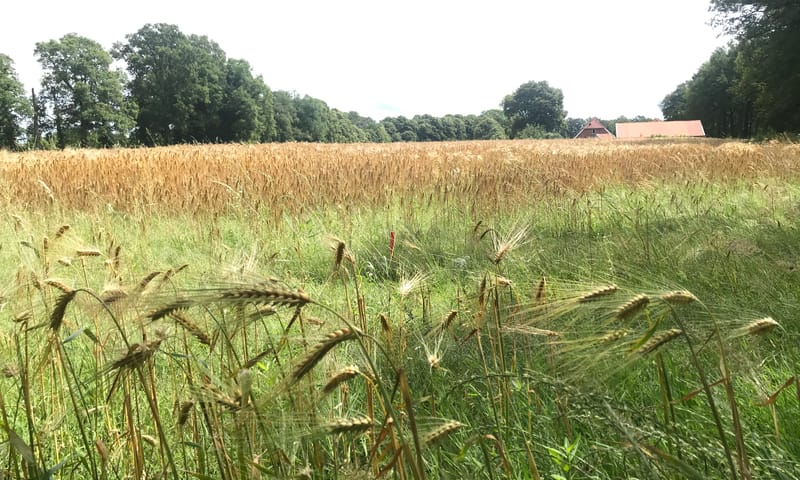 graanakker op Beekvliet