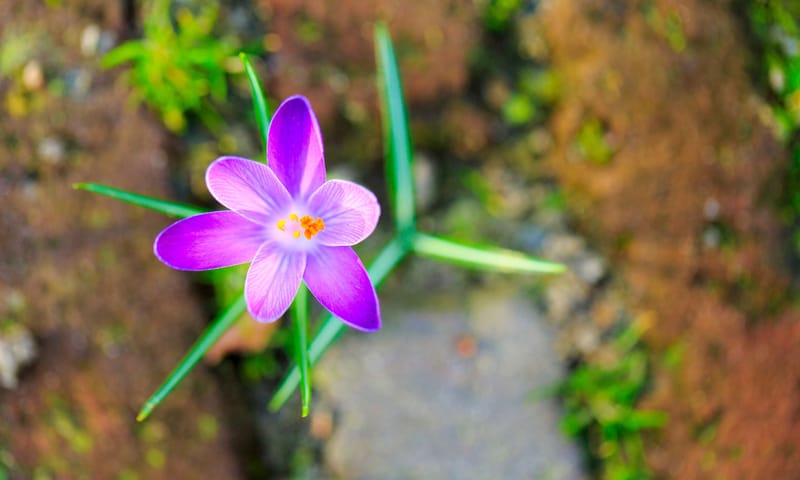 Krokus