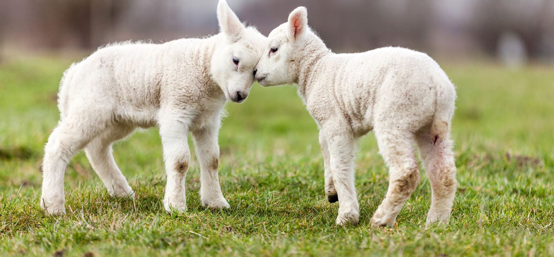 Lammetjes