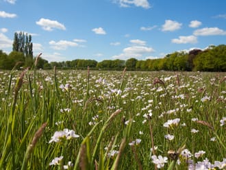 Bloemen akker landgoed Coelhorst
