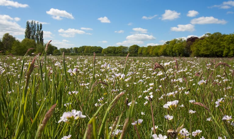 Bloemen akker landgoed Coelhorst