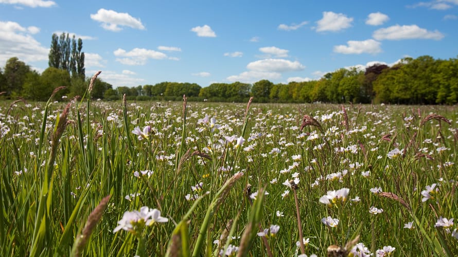 Bloemen akker landgoed Coelhorst