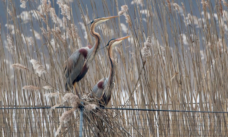 Purperreigers op raster Naardermeer - Luc Hoogenstein
