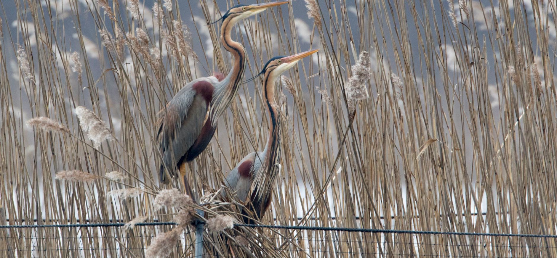Purperreigers op raster Naardermeer - Luc Hoogenstein