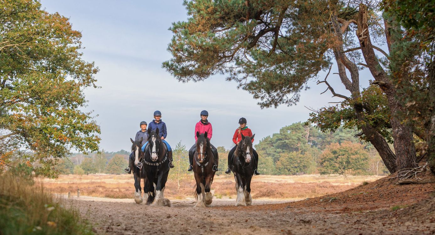 Paardrijden in de Loonse en Drunense Duinen