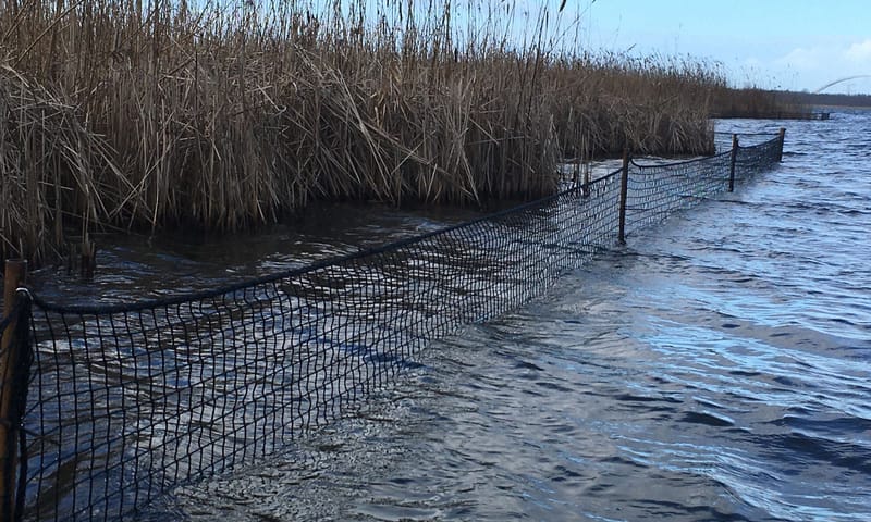 Rietraster Naardermeer 2022