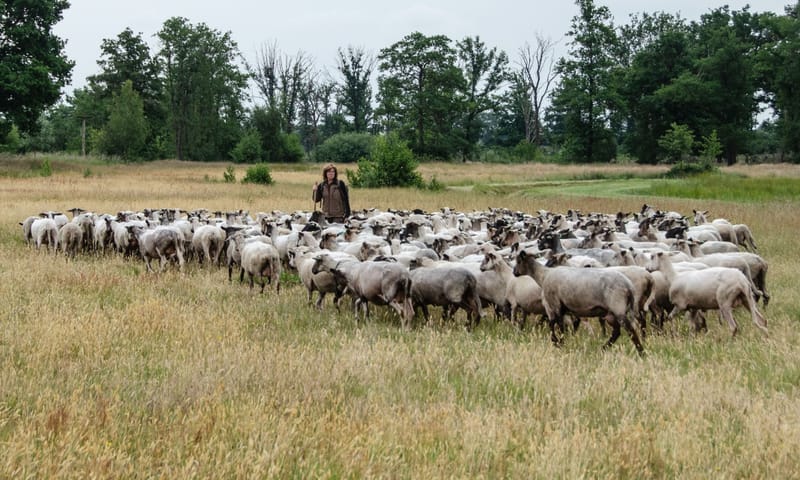 Schaapskudde De Belhamel op pad in het veld
