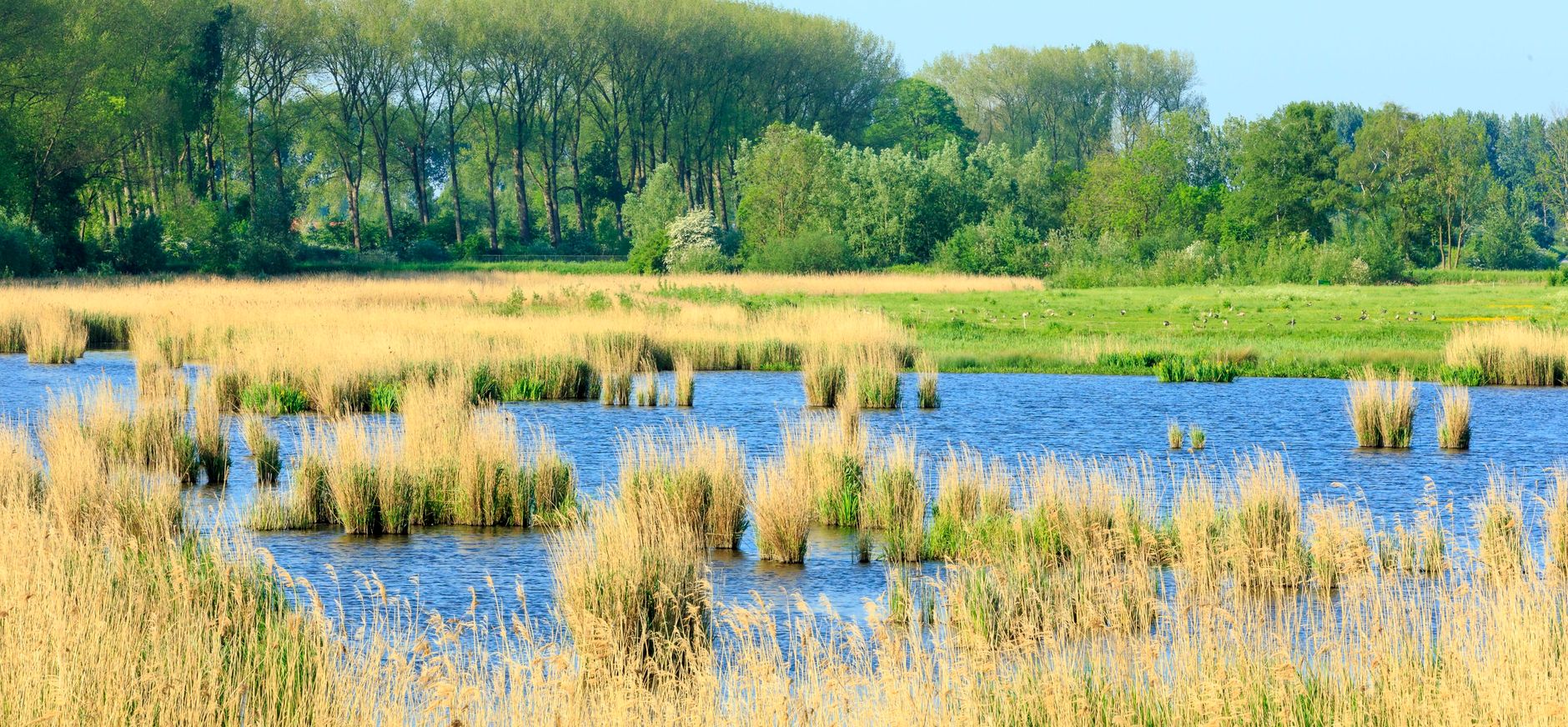 Zwaakse Weel