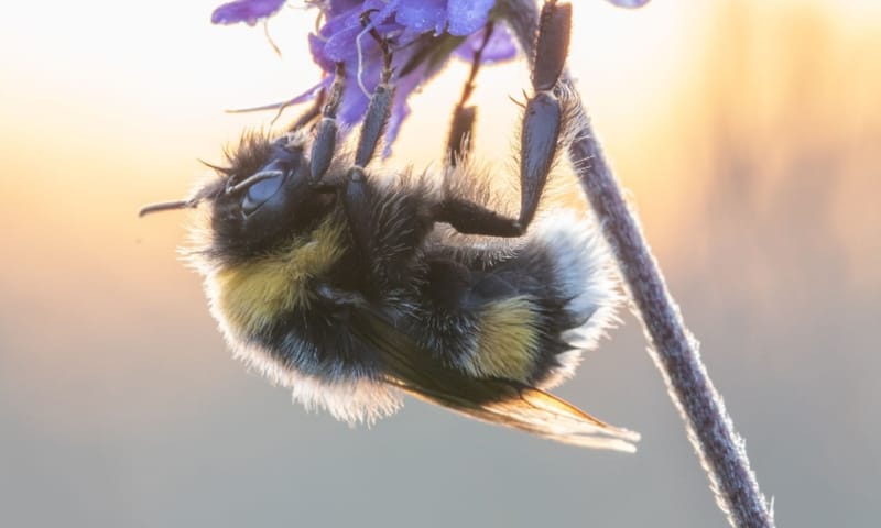aardhommel