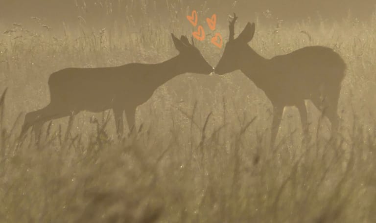 Valentijn reeen koppel