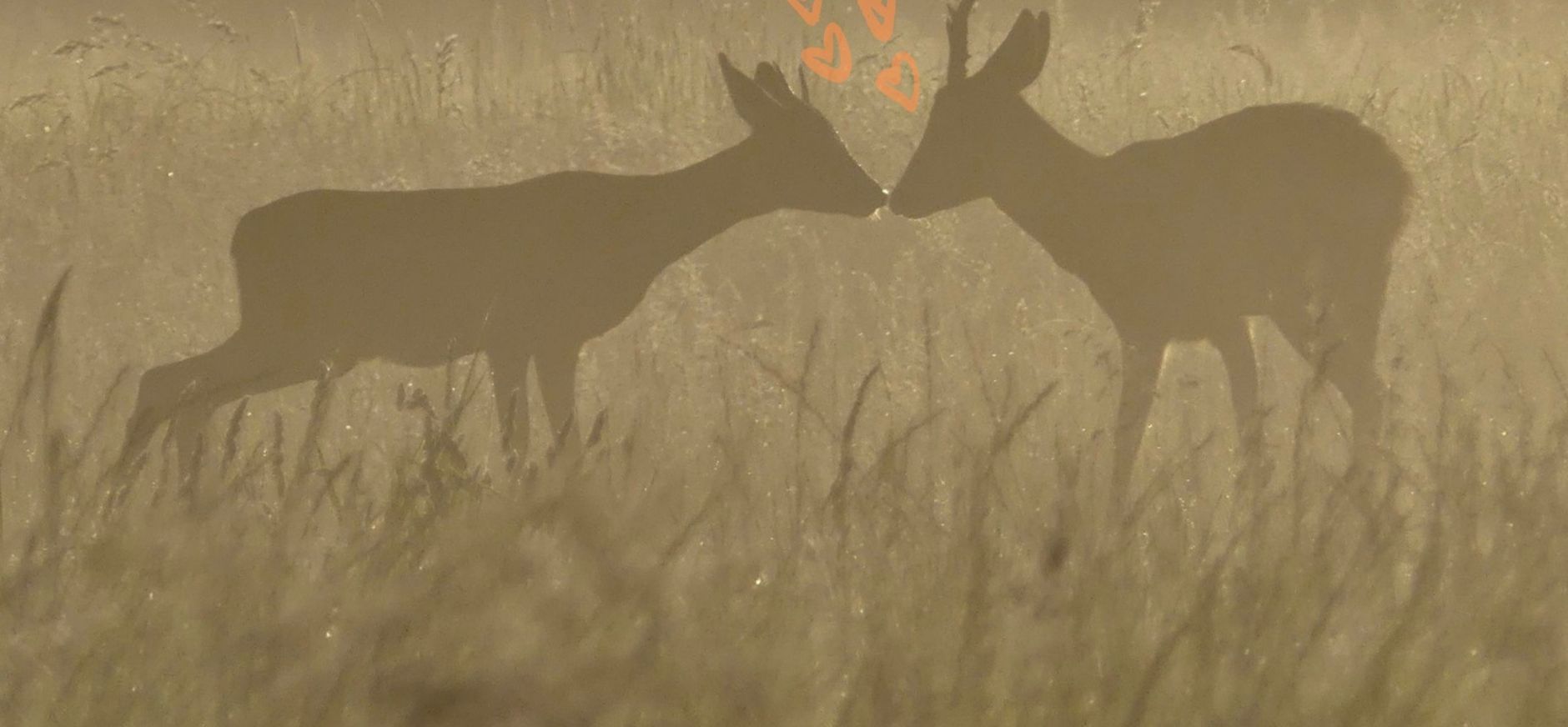 Valentijn reeen koppel