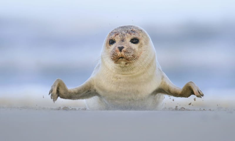 zeehond