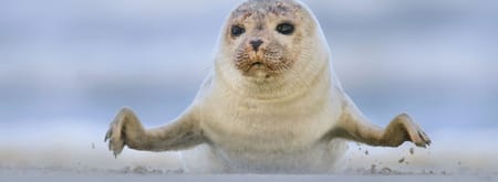 zeehond