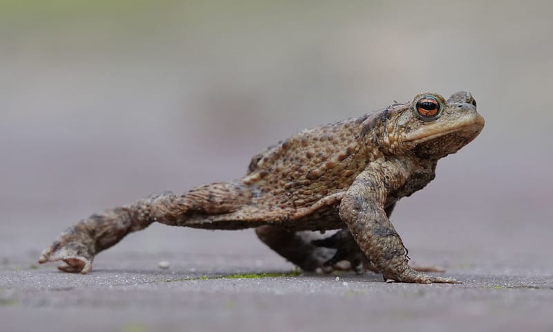 Gewone pad Gewone pad loopt meer dan hij springt